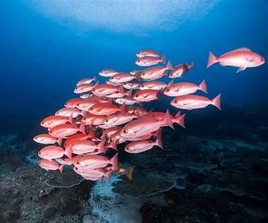 Red Snapper in the Gulf of Mexico