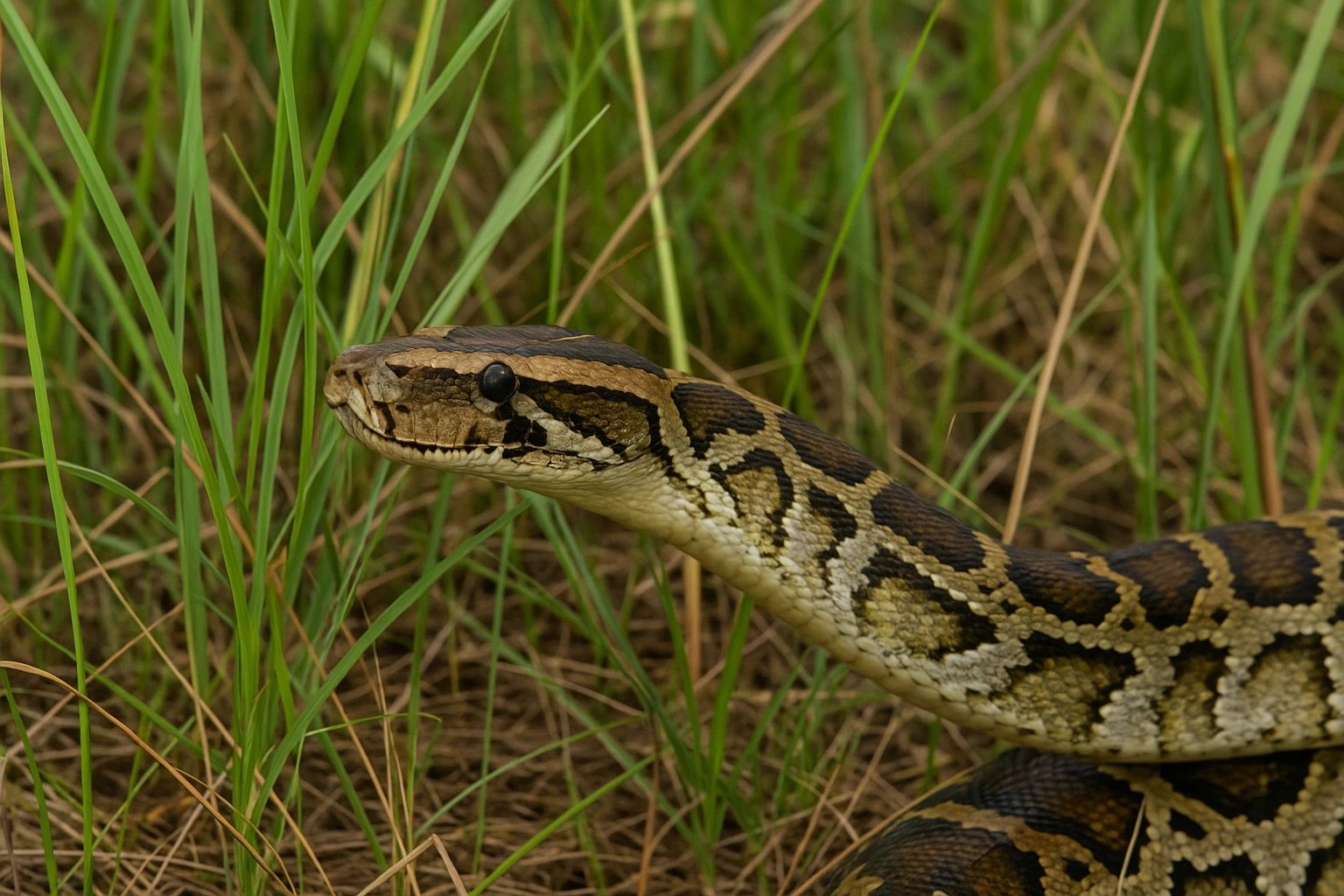 What Snake Is Infesting Florida?