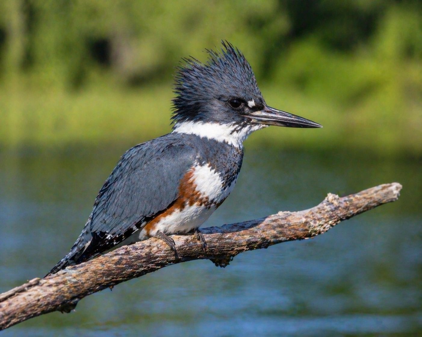 A Bird That Breaks the Surface