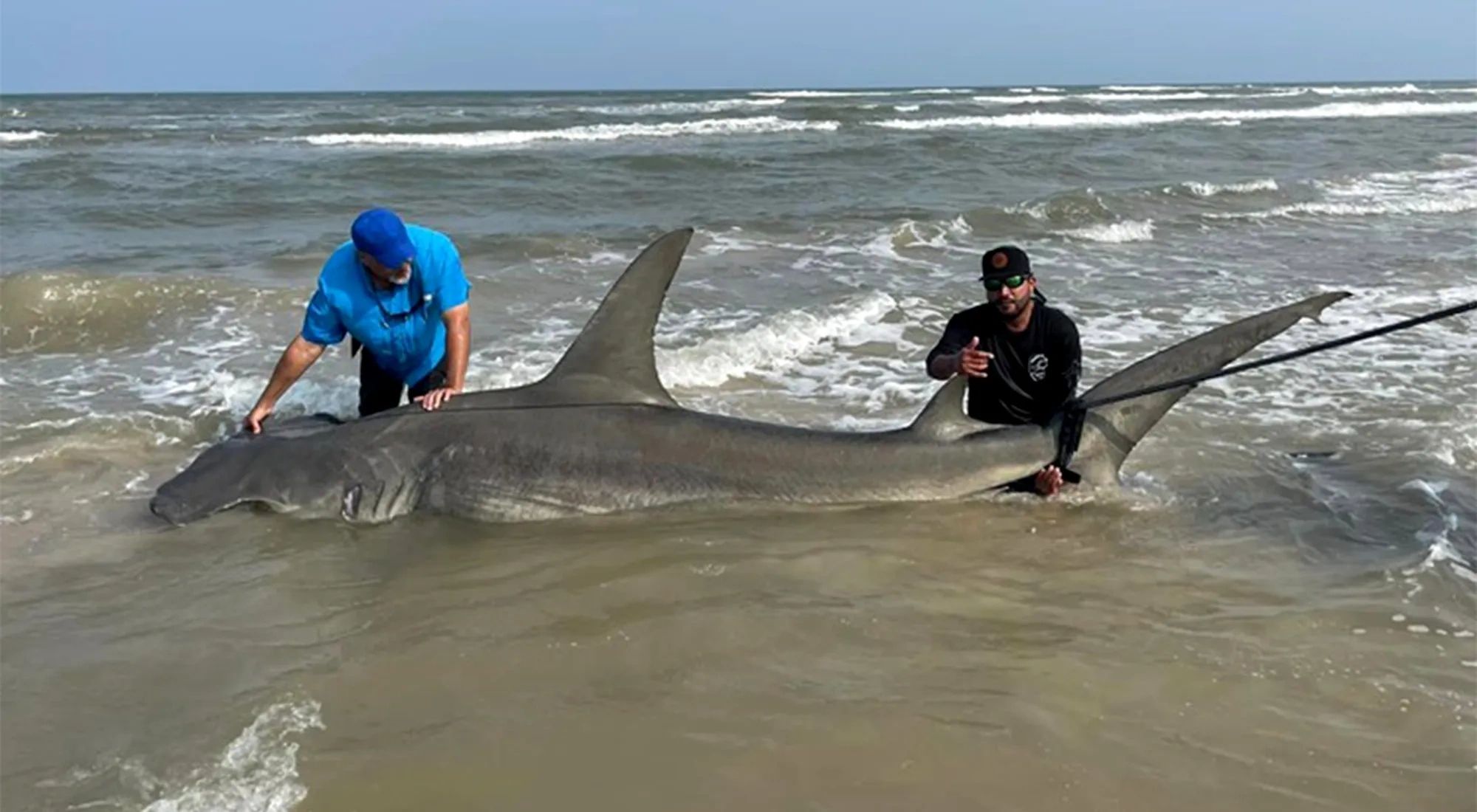 The Texas Great Hammerhead