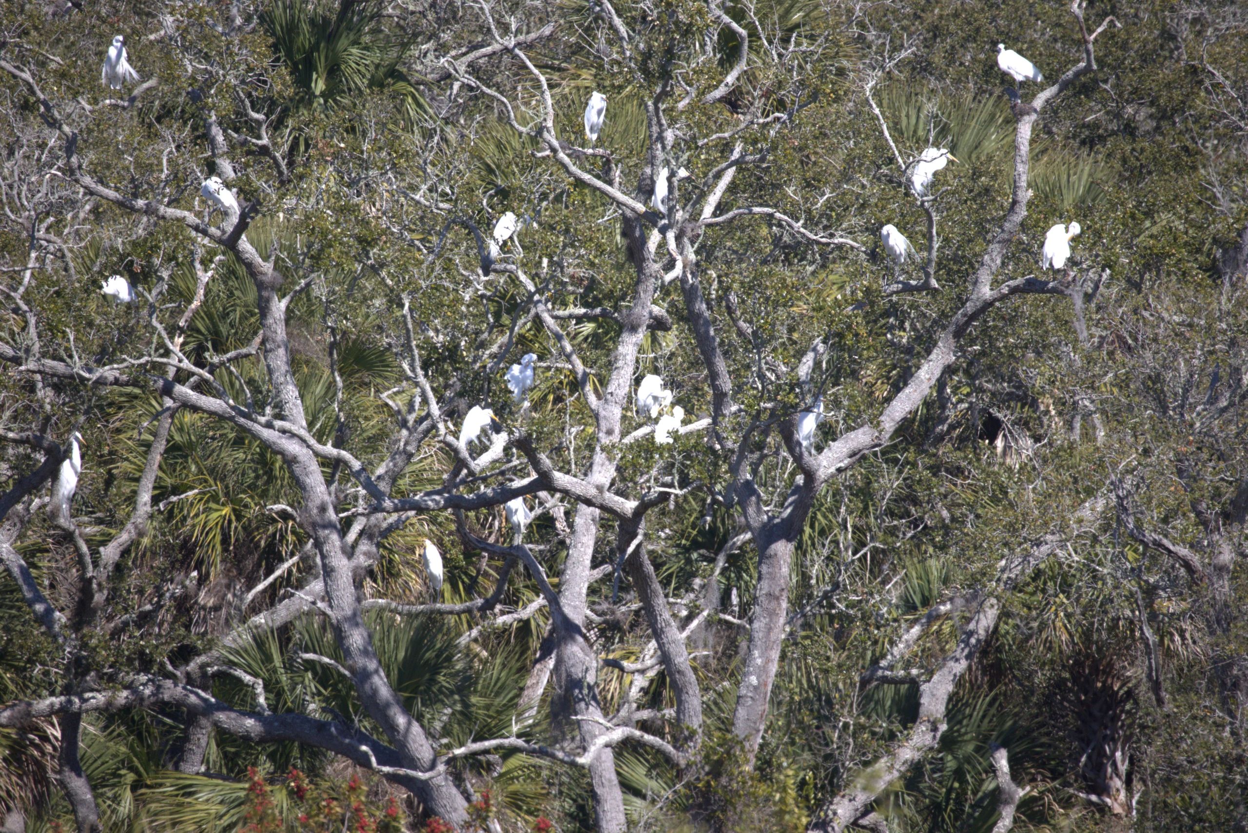 Wetland Rookery