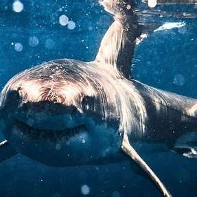 3 Different Kinds of Great White Sharks