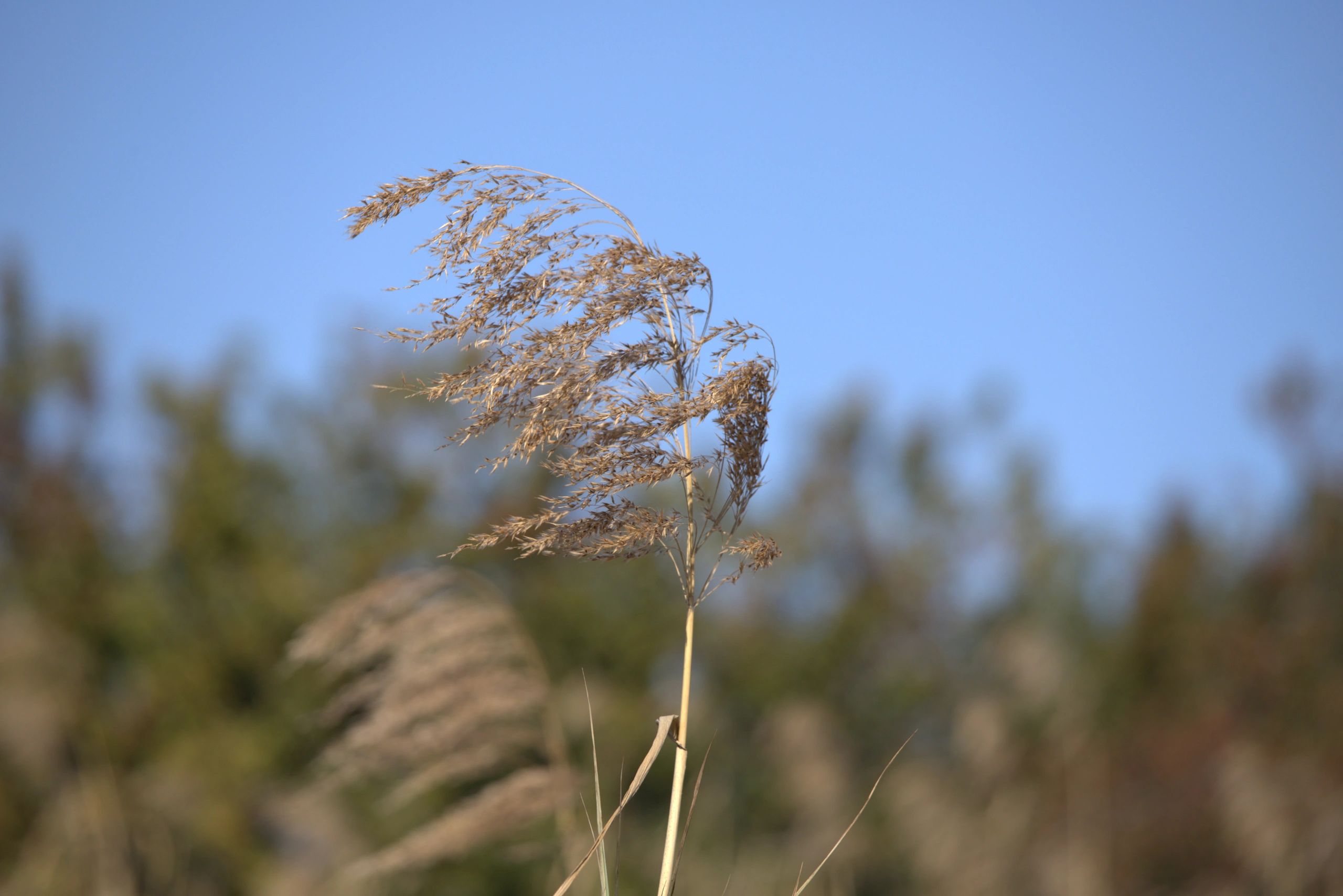 Reeds in the Wind