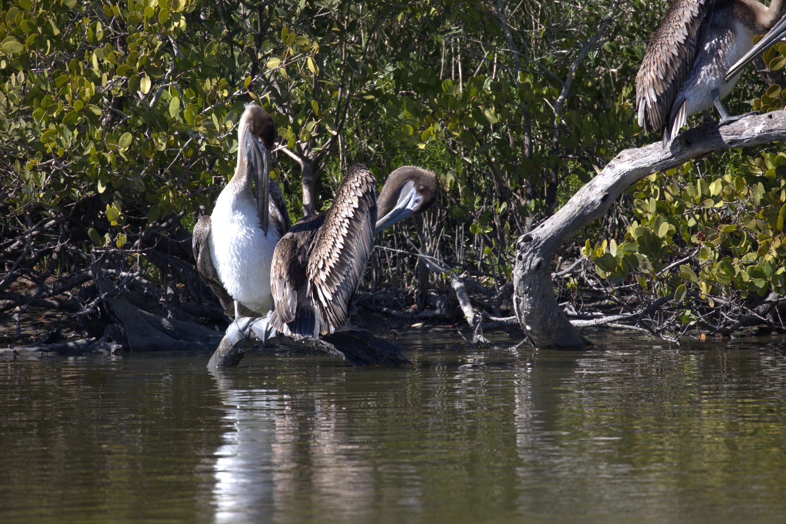 Brown pelicans at Merritt Island Wildlife Refuge