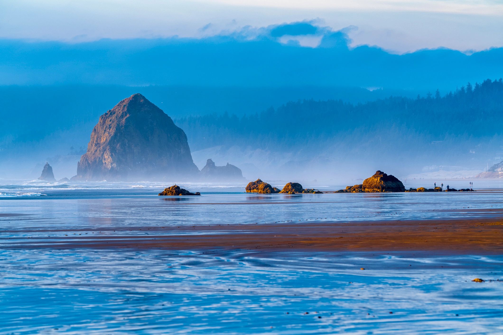 Exploring Coastal Ecosystems: A Dive into Biodiversity